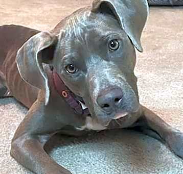 Photo of Sadie