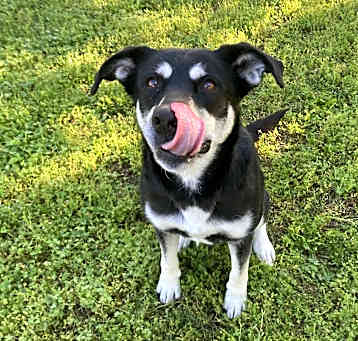 Photo of Koda