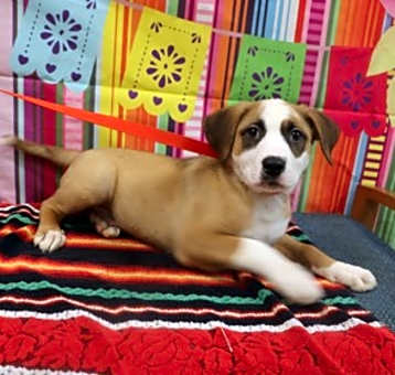 Photo of Adoptable Sleepy