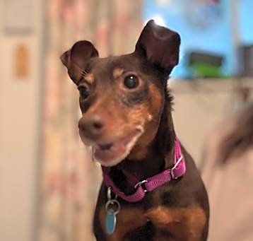Photo of Layla