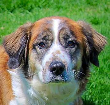 Photo of Gypsy