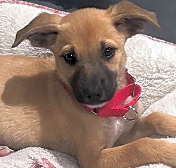 Photo of Lulu