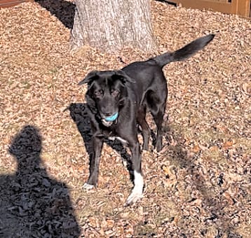 Photo of Gordy