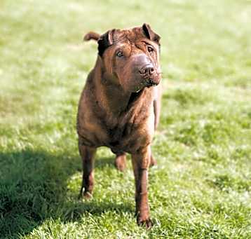 Photo of Rizzabel