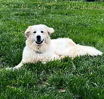 Photo of Corky