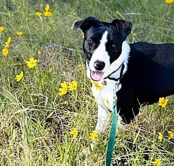 Photo of  Bo Peep