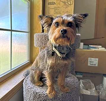 Photo of Scooter