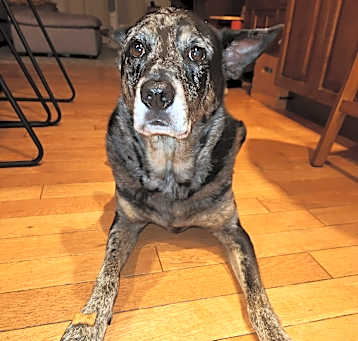 Photo of Leo - NJ