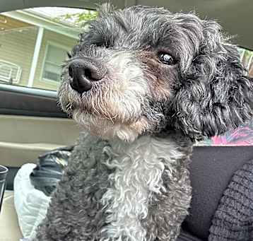 Photo of Louie