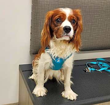 Photo of Ollie