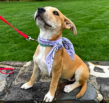 Photo of Suki