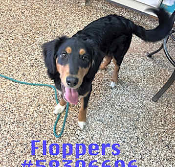 Photo of Floppers- Stray
