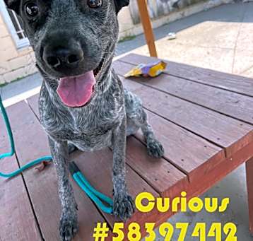 Photo of Curious