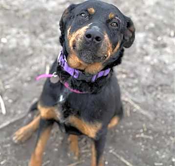 Photo of TAWNY