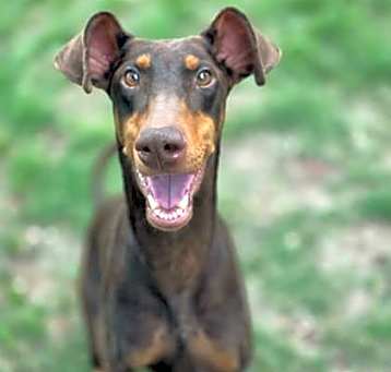 Photo of Gypsy Rose