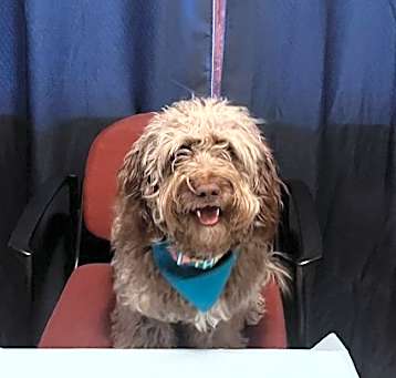 Photo of Moose