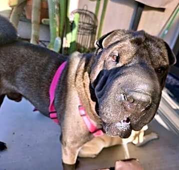 Photo of Eeyore