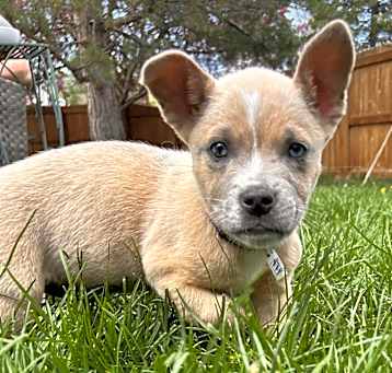Photo of Scout