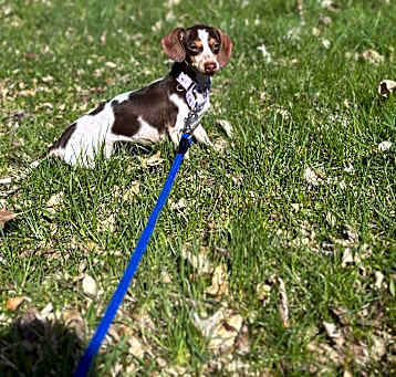 Photo of Butterscotch