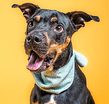 Photo of Rufus