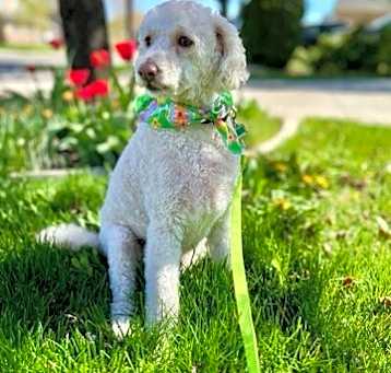 Photo of Teddy