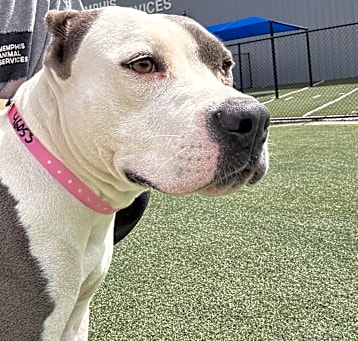 Photo of Shelby