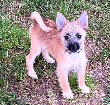 Photo of Gidget
