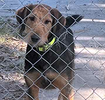 Photo of Sparky