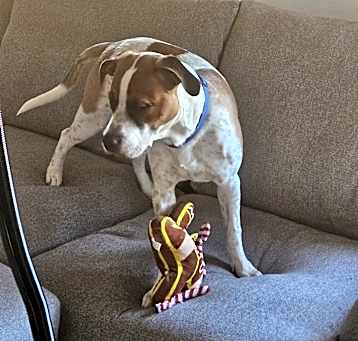 Photo of BoBo