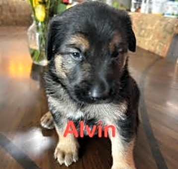 Photo of Alvin