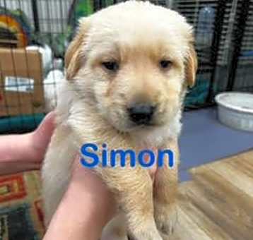 Photo of Simon