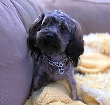 Photo of Snickerdoodle