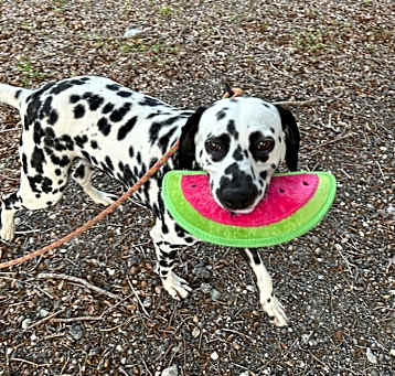 Photo of Bella