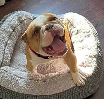 Photo of Stella