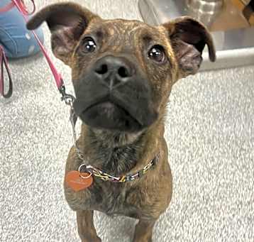 Photo of Rocco