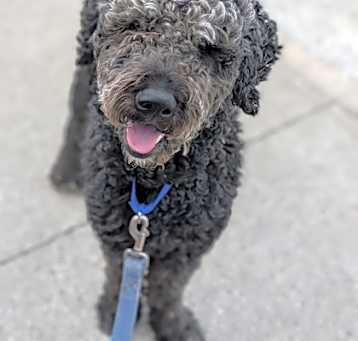 Photo of Moose