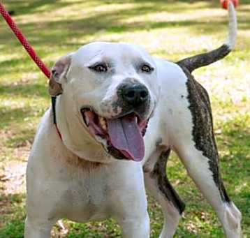 Photo of DOMINO