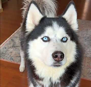 Photo of Raider
