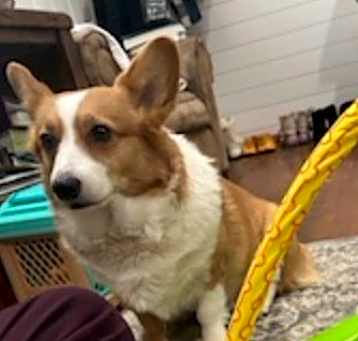 Photo of Daisy