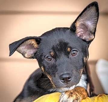Photo of Doris - Madeline's pup