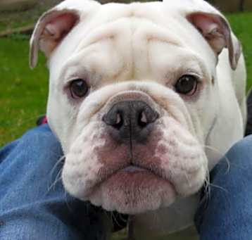 Photo of Chesty