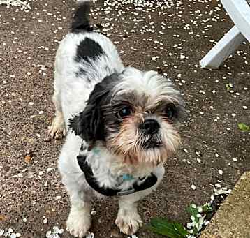 Photo of Petunia