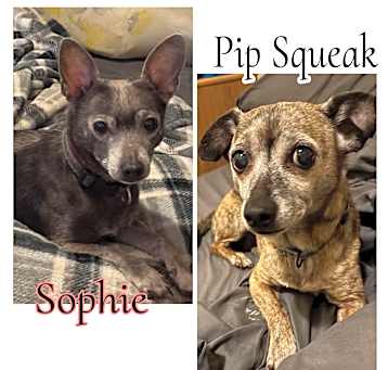 Photo of Pip Squeak
