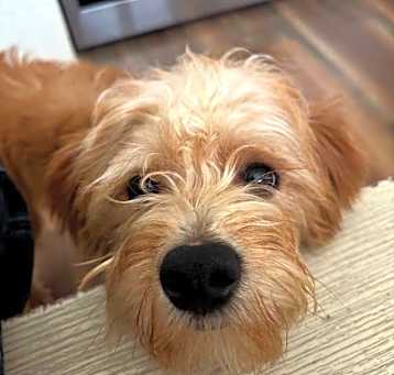 Photo of Knuckles