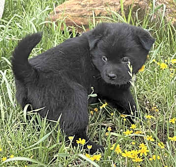 Photo of Ember