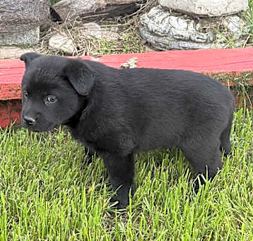 Photo of Zorro