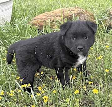 Photo of Bear