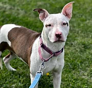 Photo of Pinky