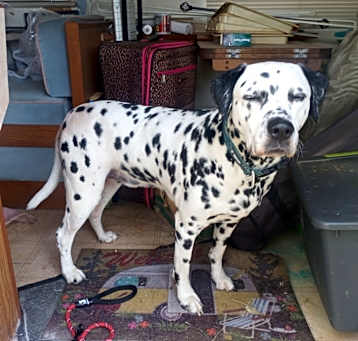 Photo of Oliver