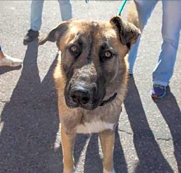 Photo of SARGE